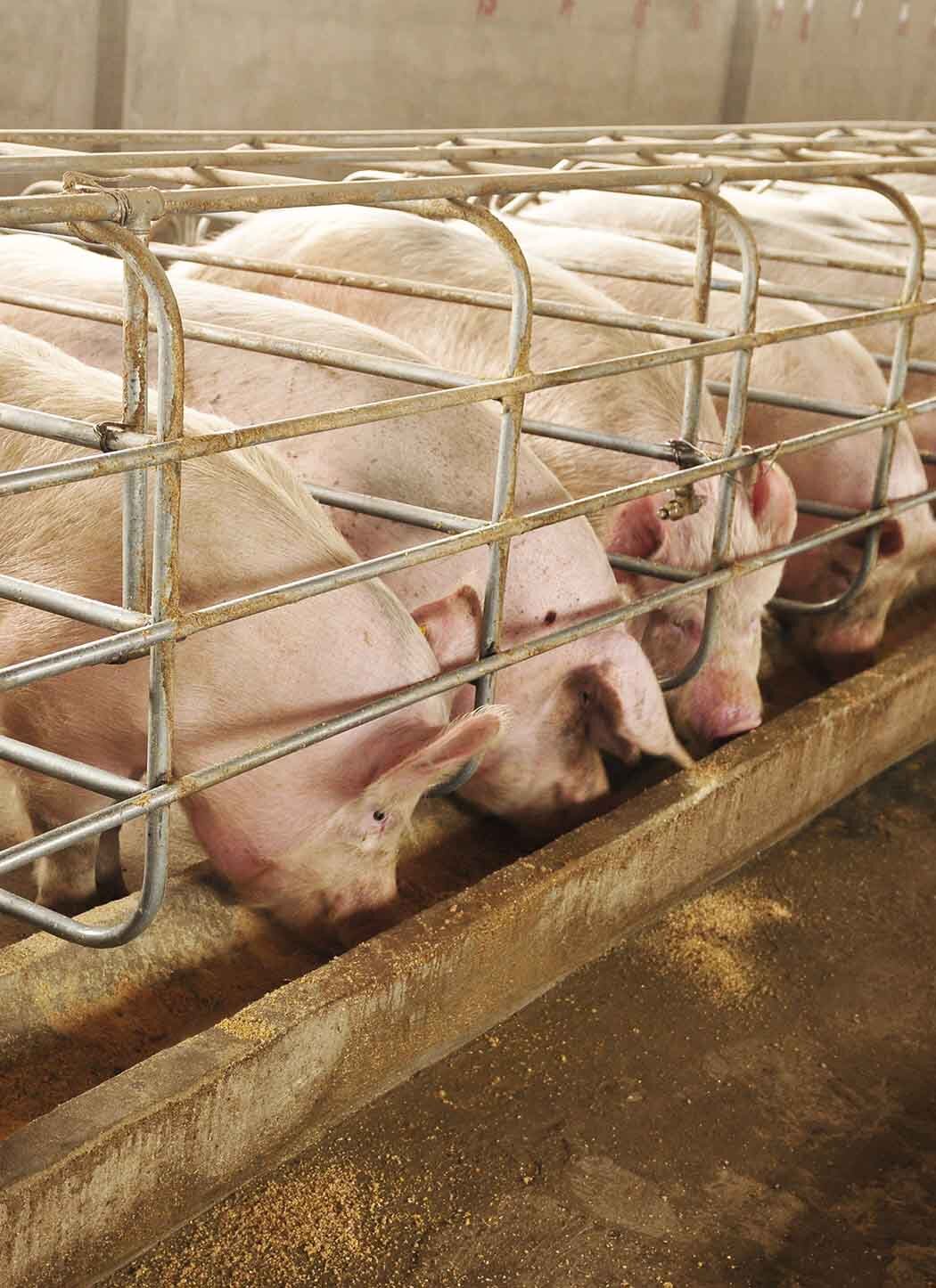 Продукты для свиноводства - откорм