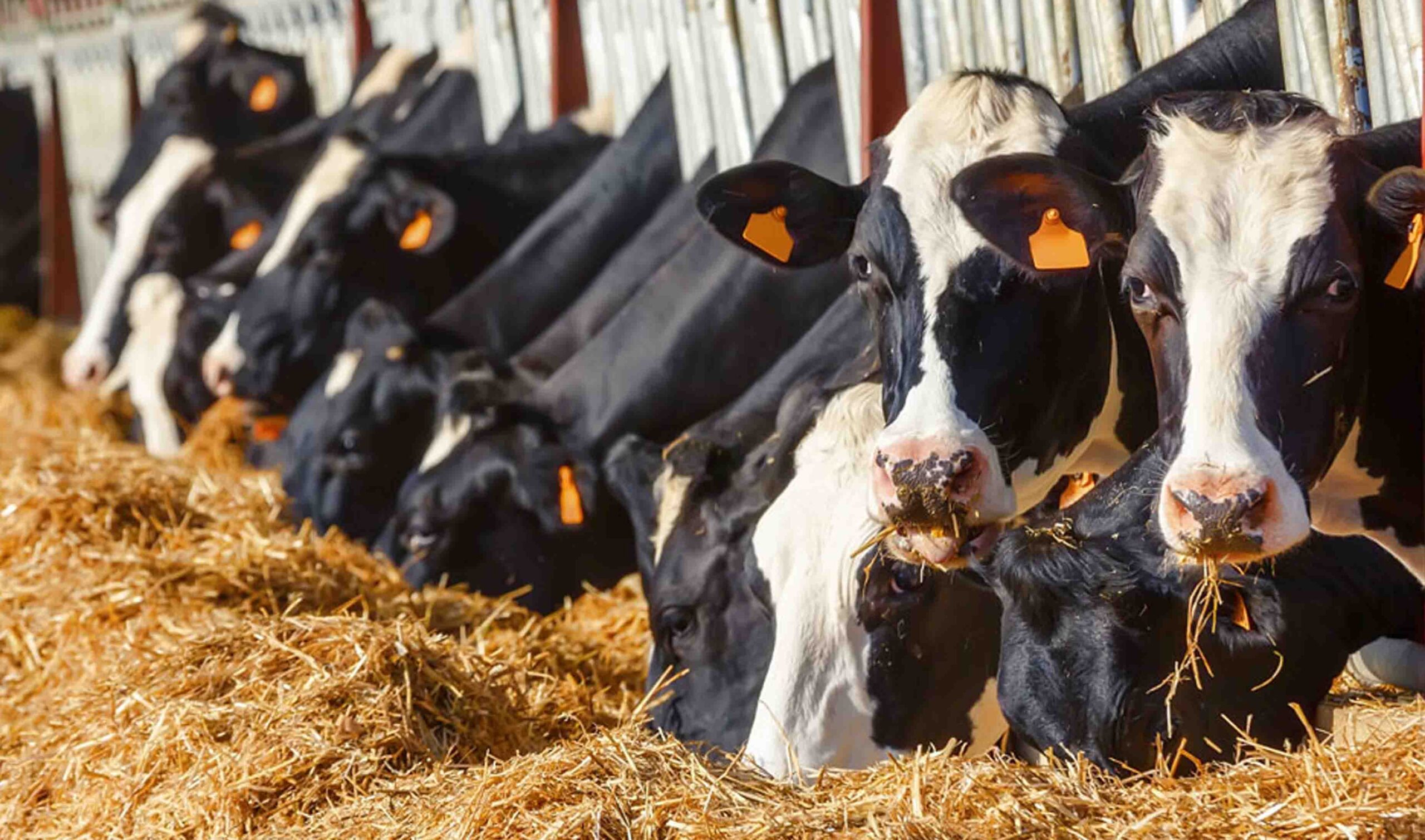 телята. сено для коров. сено для коров. коровы на ферме. сено для телят.