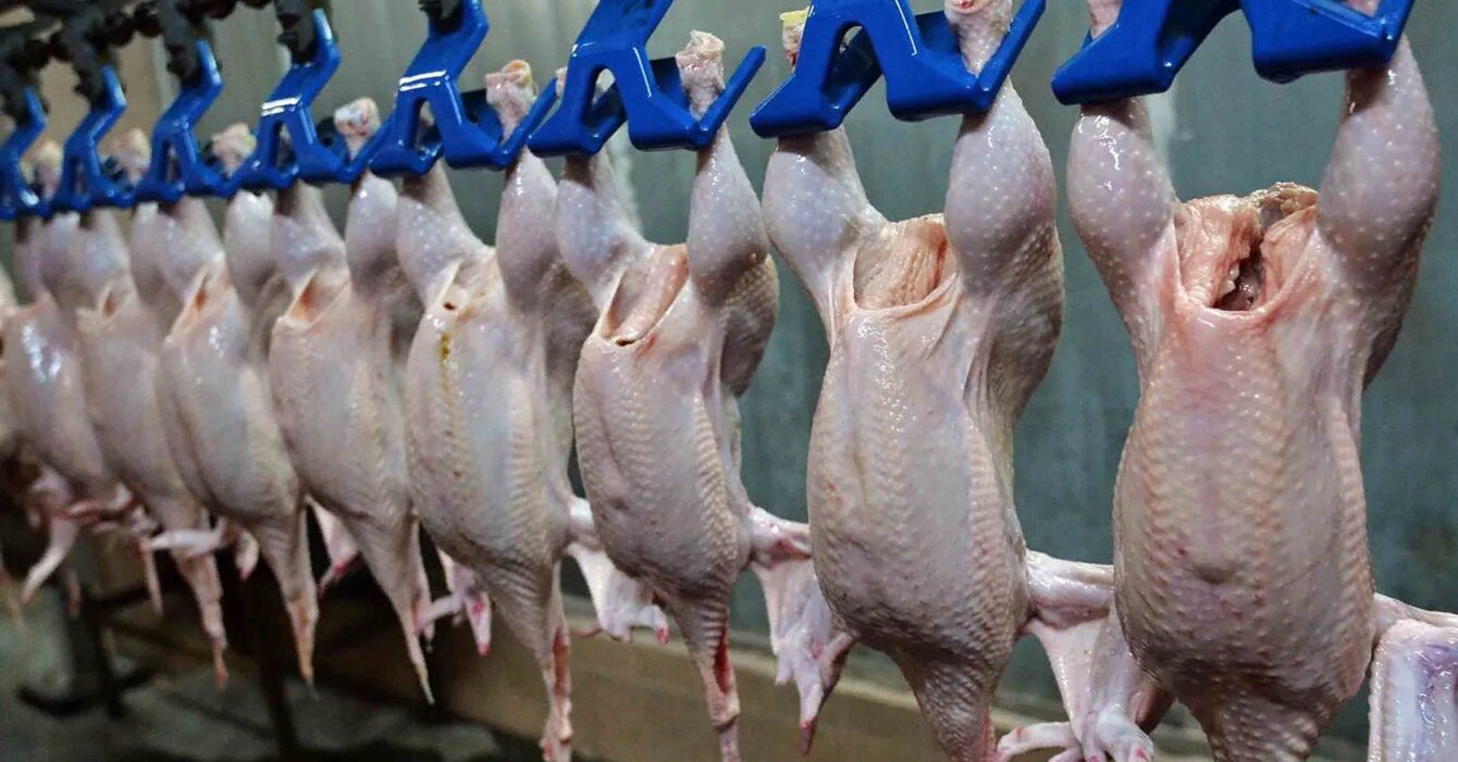 Импорт мяса птицы Импорт мяса птицы