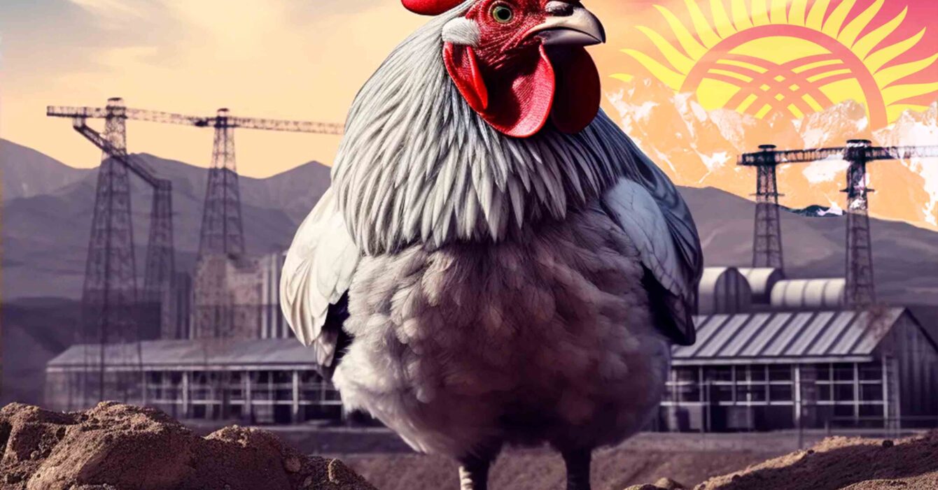 Кыргызстан наращивает производство курятины