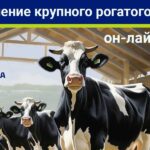 Обучение крс. Доильный аппарат для коров молочная ферма. Обучение крс. Осеменатор крс. Обучение крс.