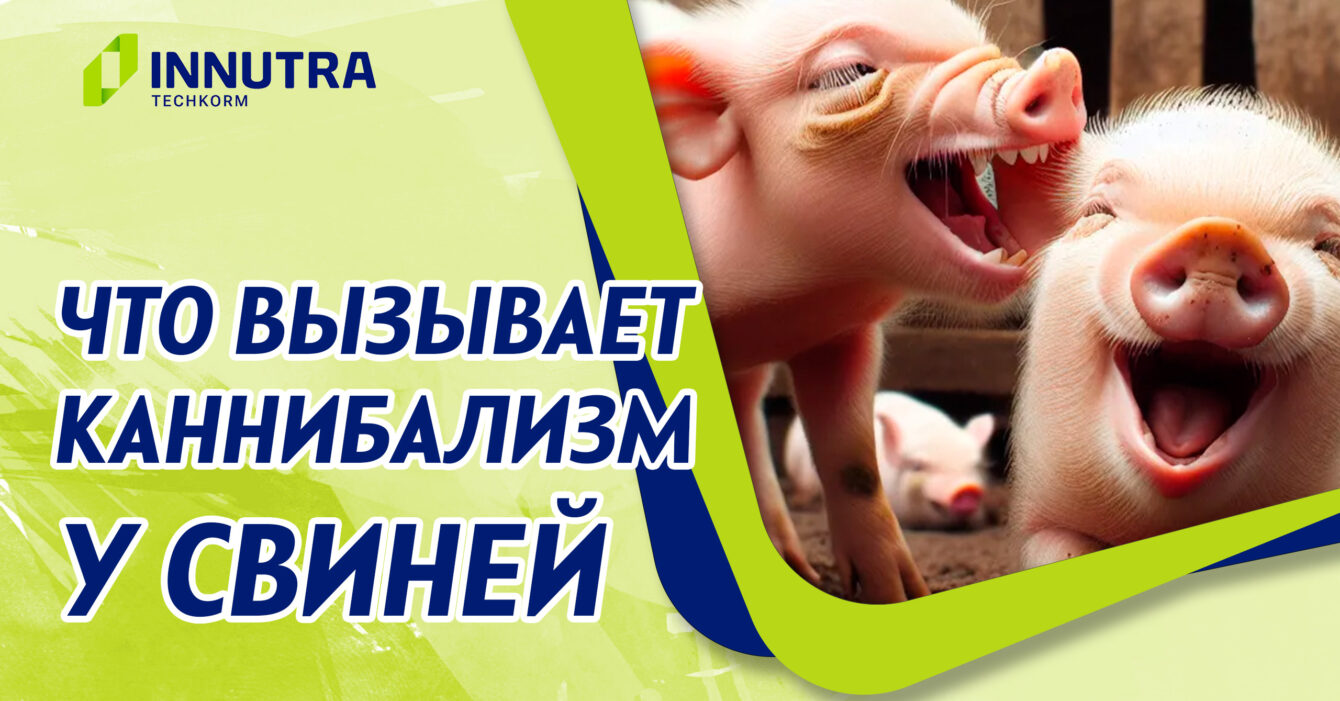 Причины каннибализма у свиней Причины каннибализма у свиней