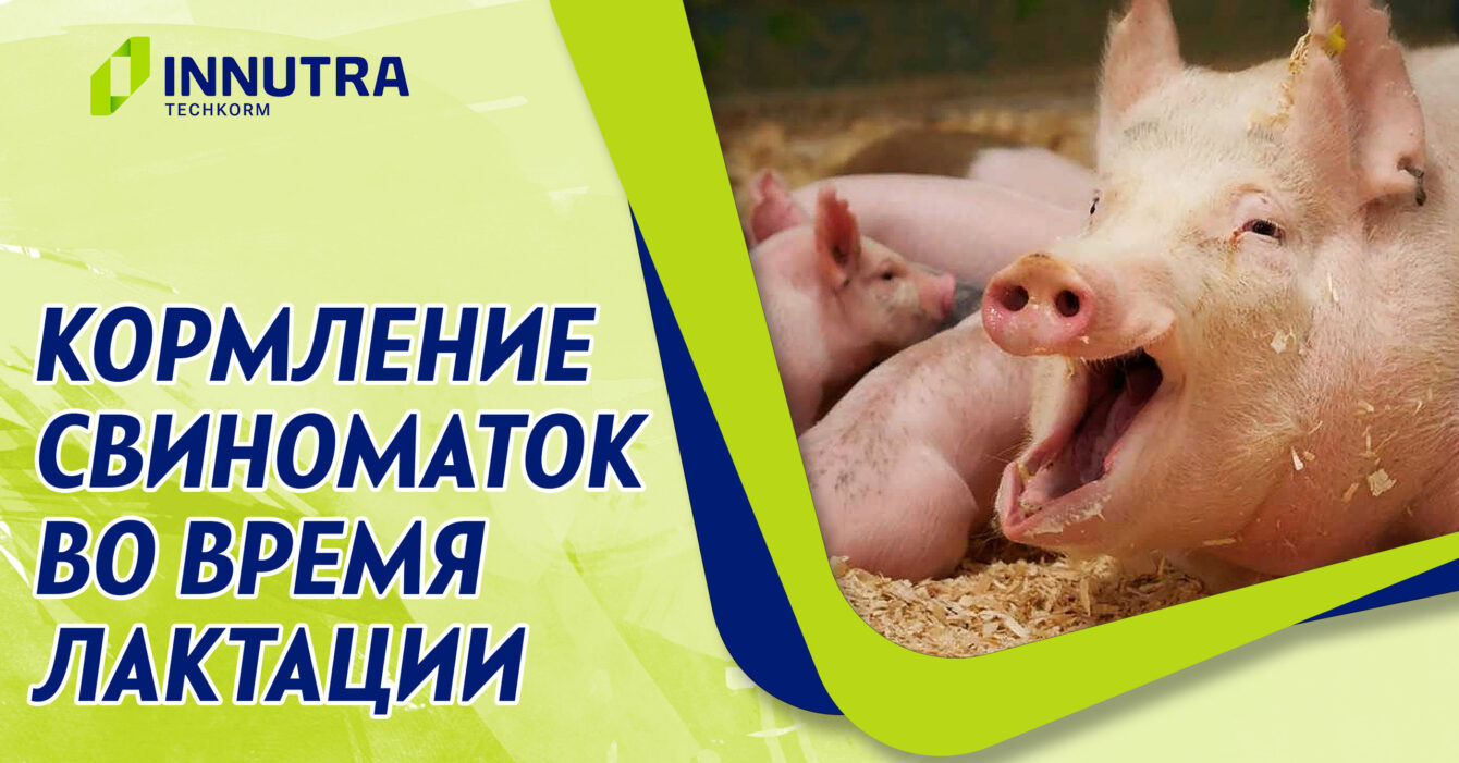Кормление свиноматок во время лактации Кормление свиноматок во время лактации