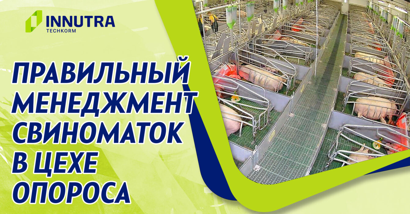 Менеджмент свиноматок в цехе опороса Менеджмент свиноматок в цехе опороса