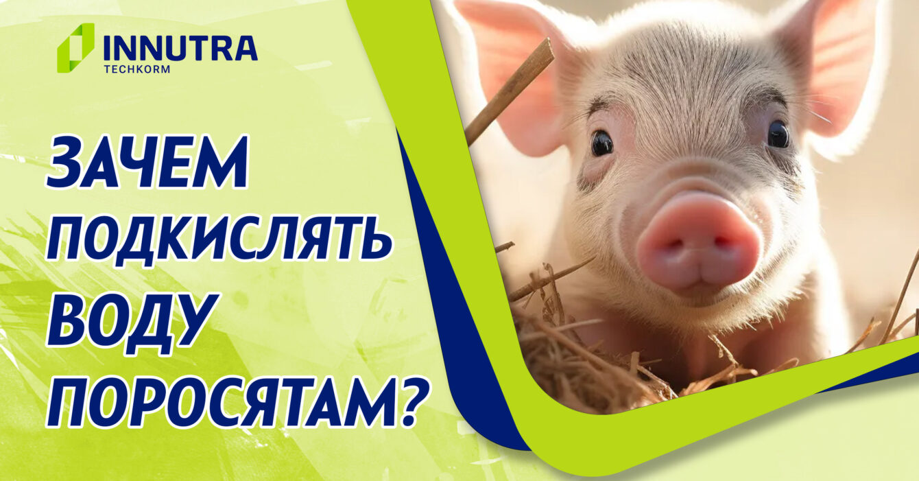 Эффект подкисления воды для поросят Эффект подкисления воды для поросят