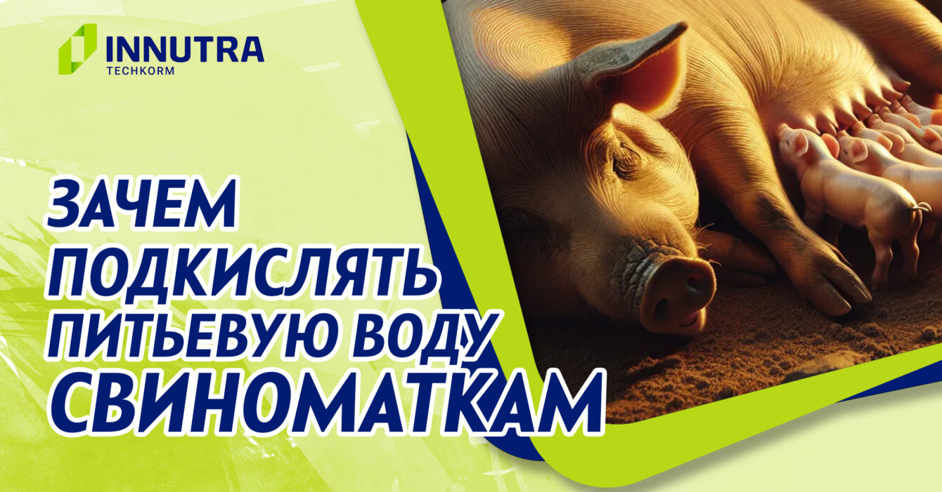 Польза подкисления воды для свиноматок Польза подкисления воды для свиноматок