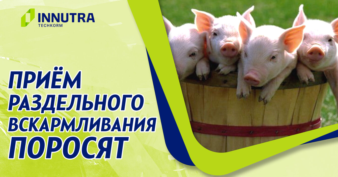 Приём раздельного вскармливания для поросят Приём раздельного вскармливания для поросят