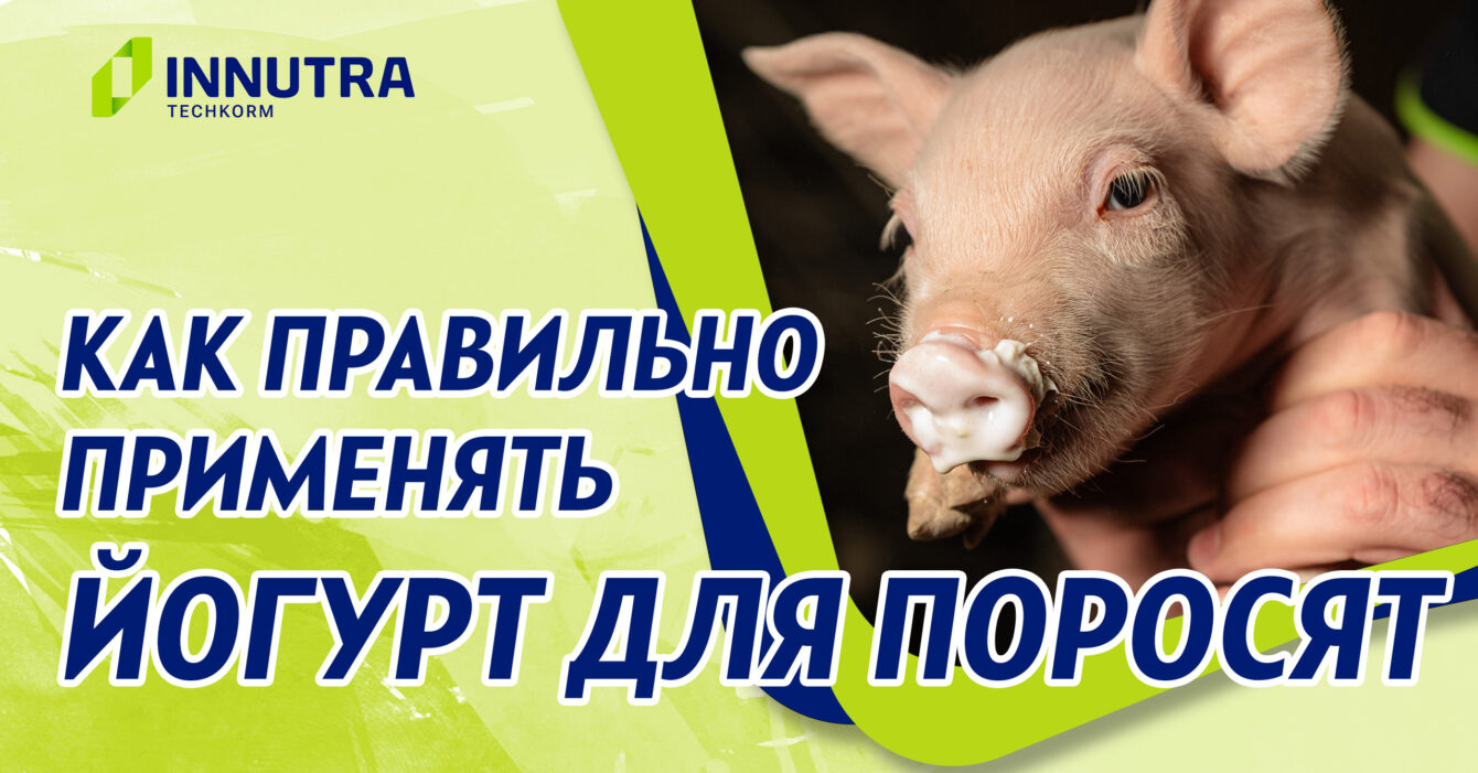 Применение Йогурта для поросят Применение Йогурта для поросят