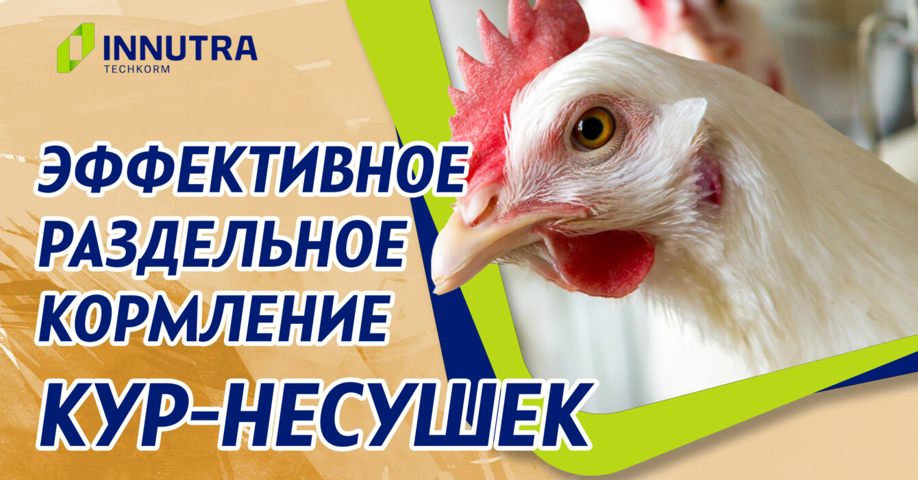 Система эффективного разделького кормления кур-несушек Система эффективного разделького кормления кур-несушек