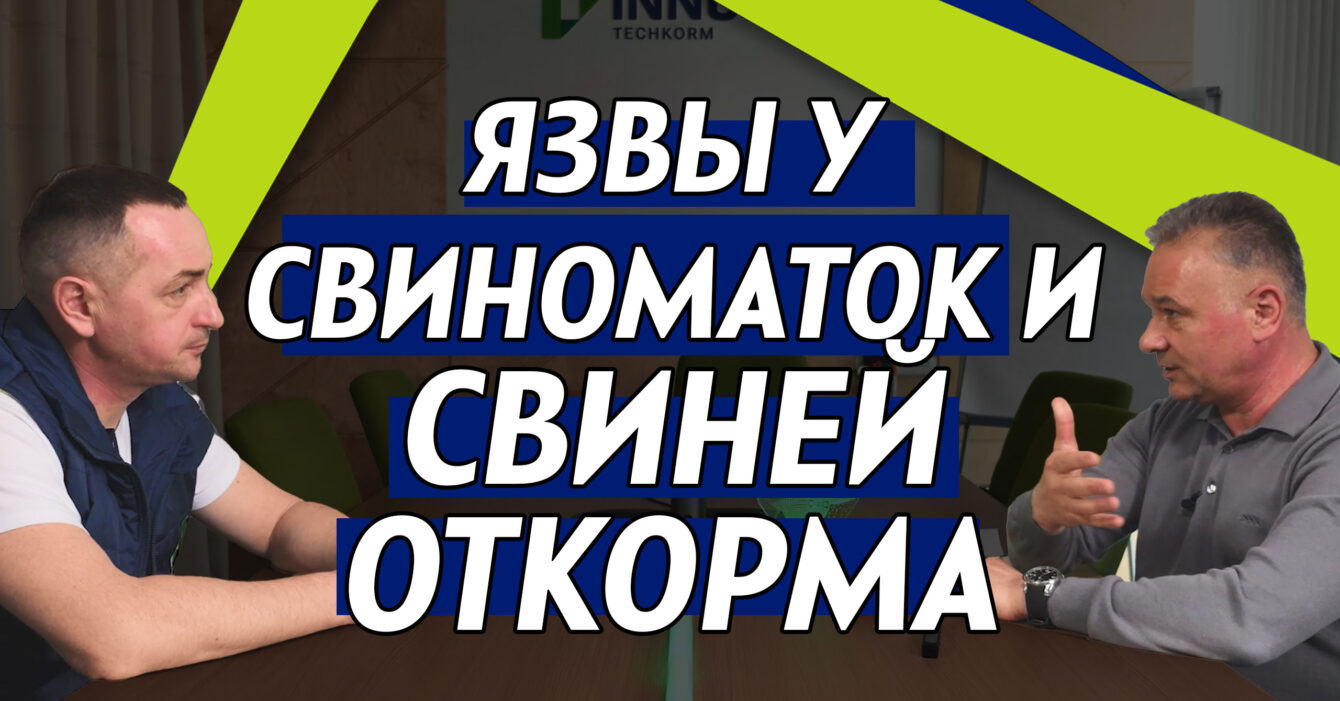 Язвы у свиноматок и свиней откорма2 Язвы у свиноматок и свиней откорма2