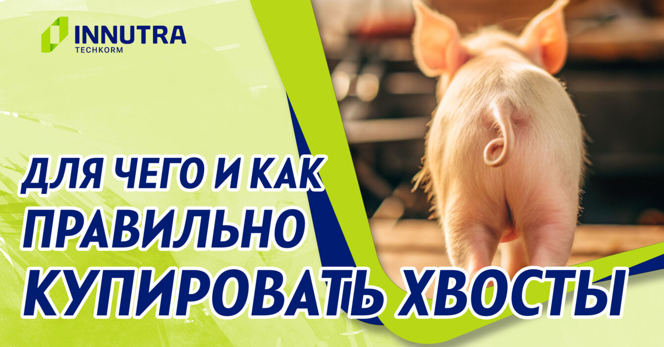 Как безопасно купировать хвосты у поросят Как безопасно купировать хвосты у поросят
