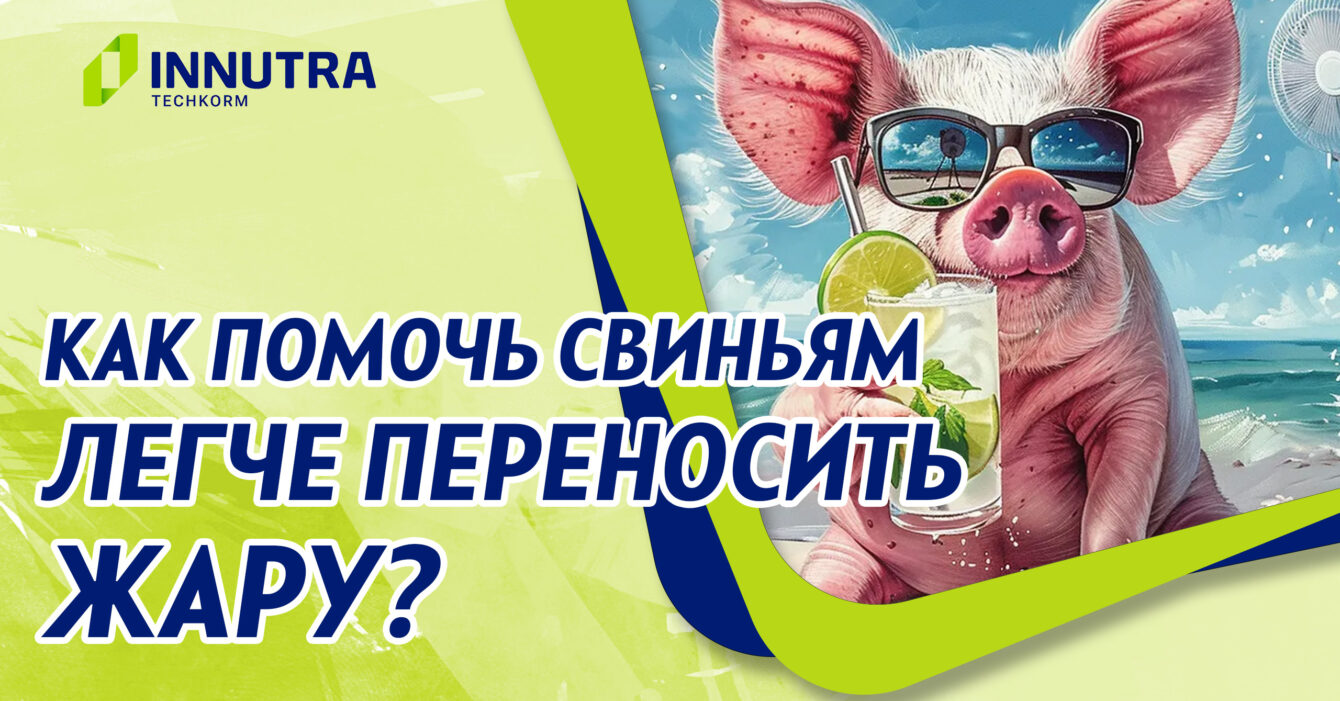 Рассказываем как бороться с тепловым стрессом в свиноводстве Рассказываем как бороться с тепловым стрессом в свиноводстве