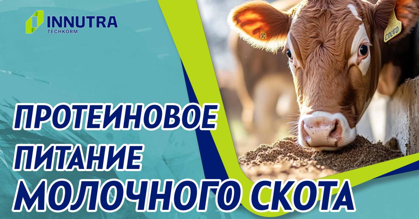 Протеиновое питание молочных коров Протеиновое питание молочных коров
