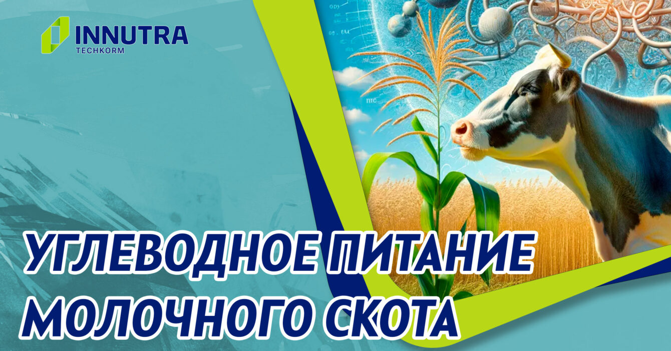 Углеводное питания КРС Углеводное питание молочного скота